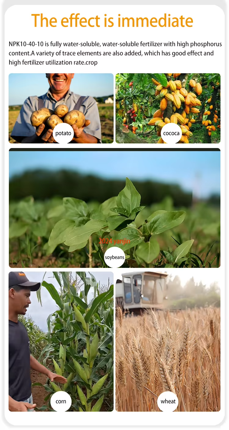 NPK 10-40-10+TE water-soluble fertilizer Comparison of effects after use