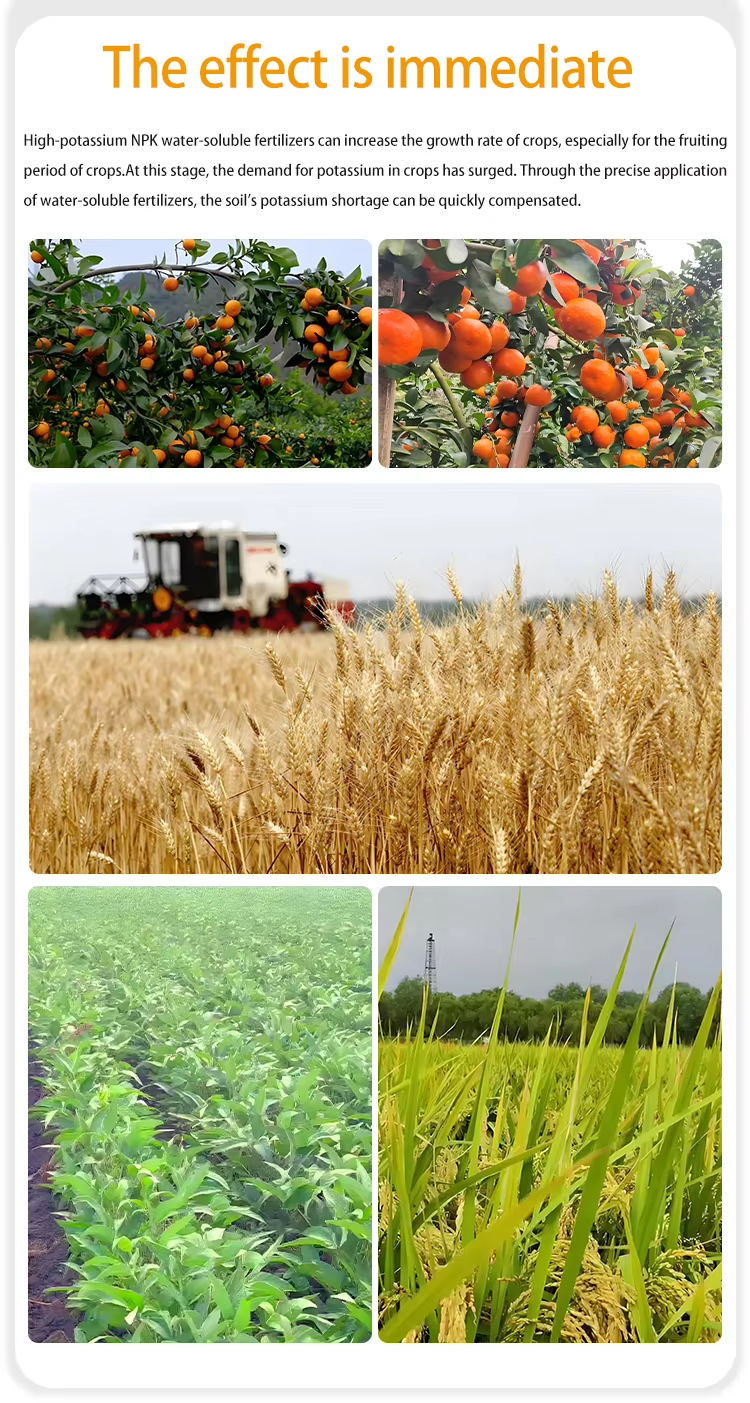 NPK 10-5-45+TE water-soluble fertilizer Comparison of effects after use