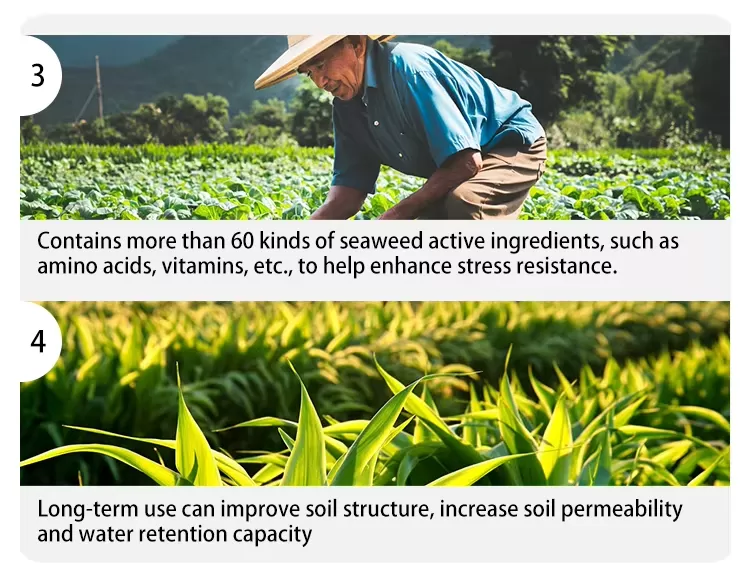 Seaweed extract with potassium Description of product features 2