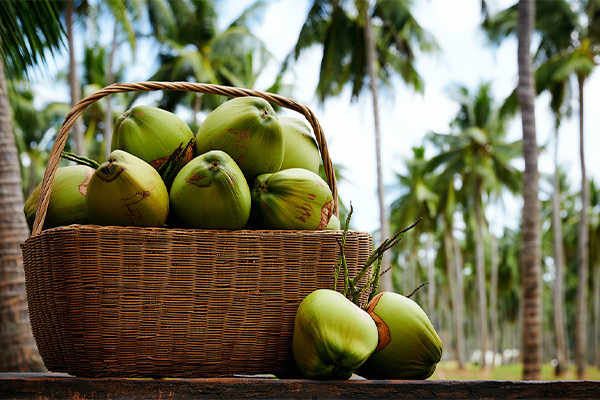 coconut 2