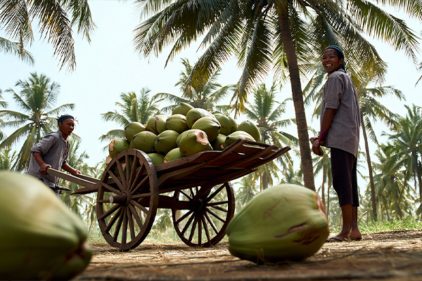 coconut 1