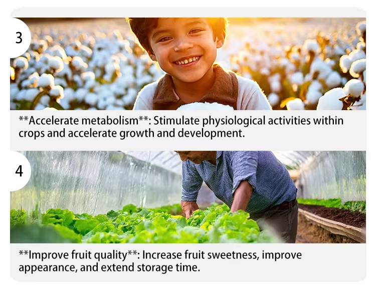 Amino Acid Functional Fertilizer Four major features 1
