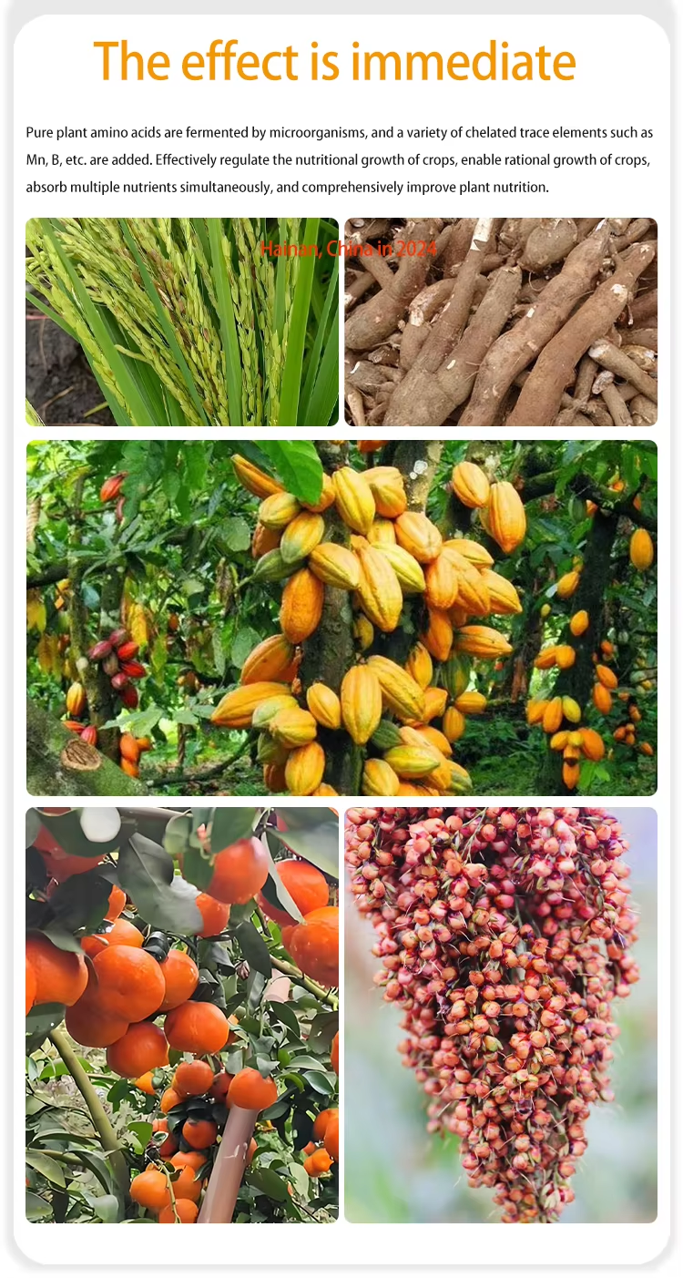 Amino Acid Functional Fertilizer Comparison of effects after use