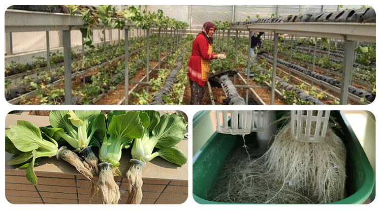 Hydroponic nutrient AB fertilizer greenhouse use effect