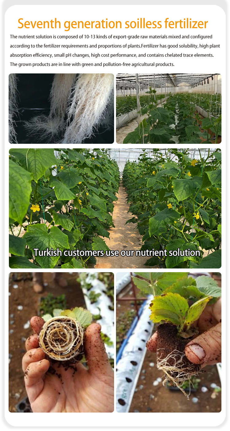 Hydroponic nutrient A+B fertilizer Comparison of effects after use