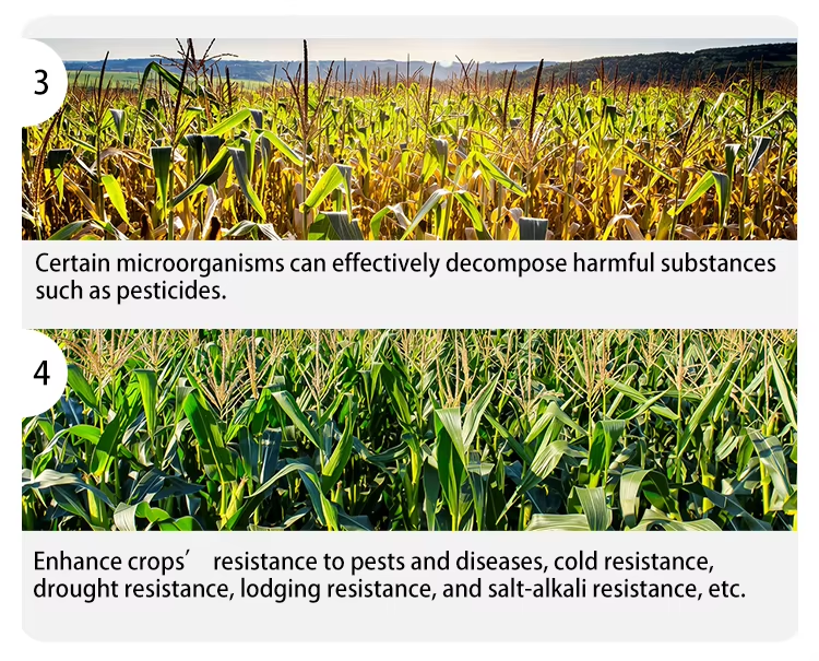 Microbial Agent Rooting Type Description of product features 2