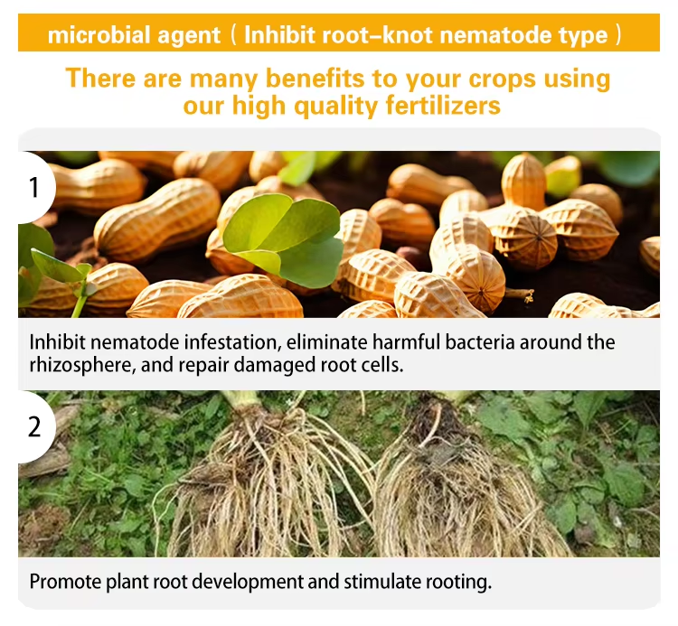 Inhibit Root Knot Nematode Description of product features 1