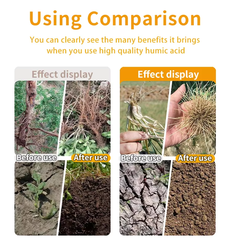 Lignite Humic Acid Powder Comparison of effects after use 2
