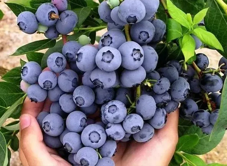 Blueberry