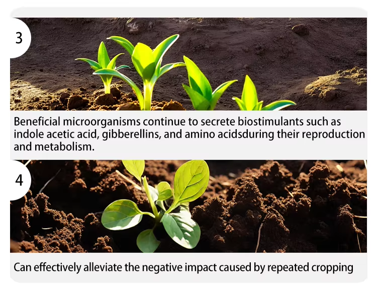 Anti-continuous cropping microbial agent Description of product features 2
