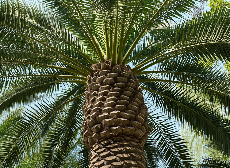 palm