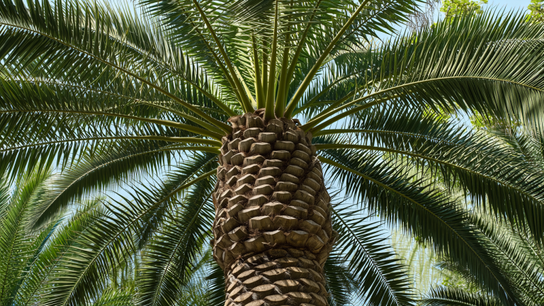 palm