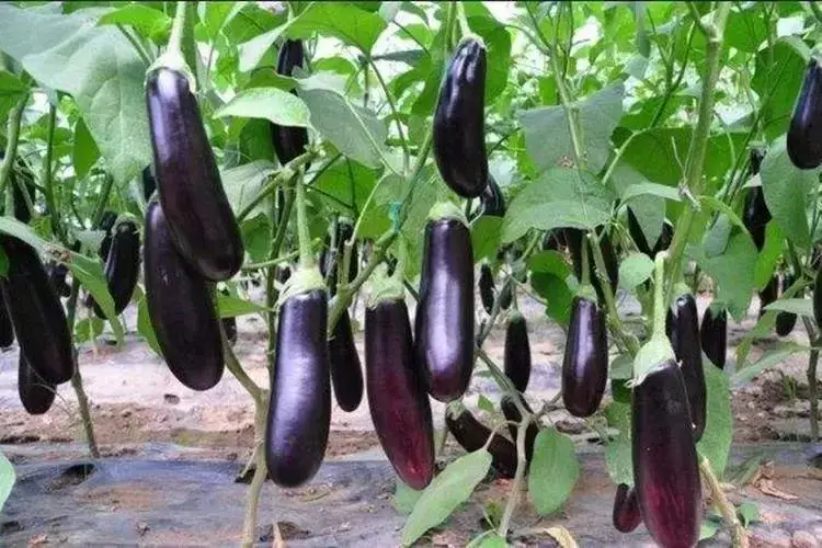 eggplant 2