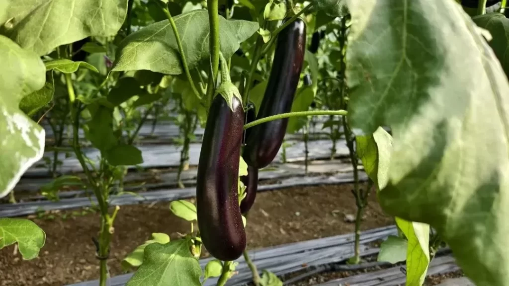 eggplant 1