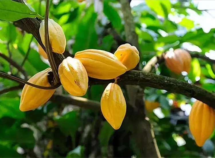 cocoa 9