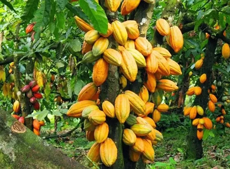 cocoa