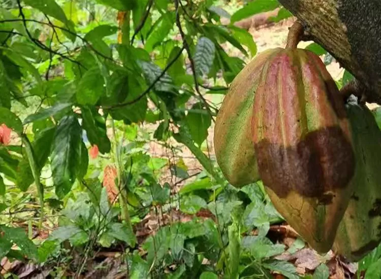 cocoa