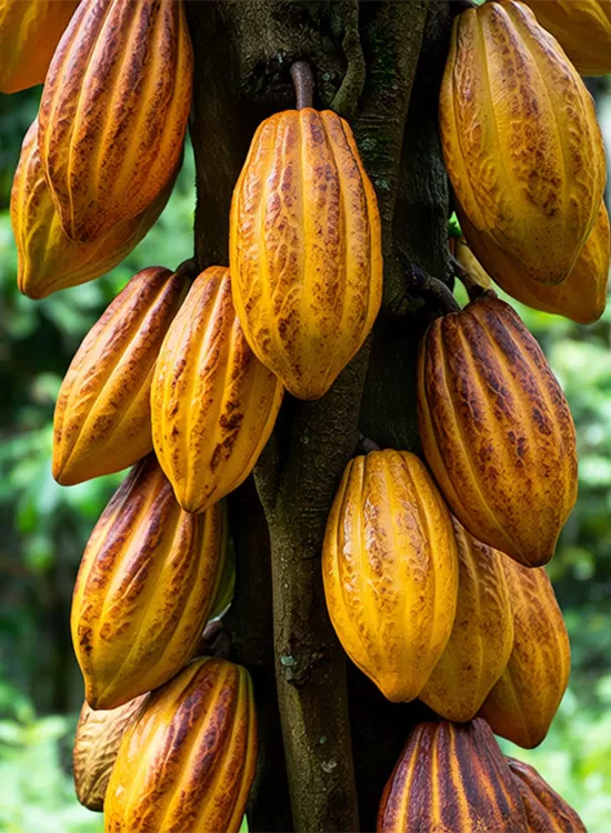 cocoa