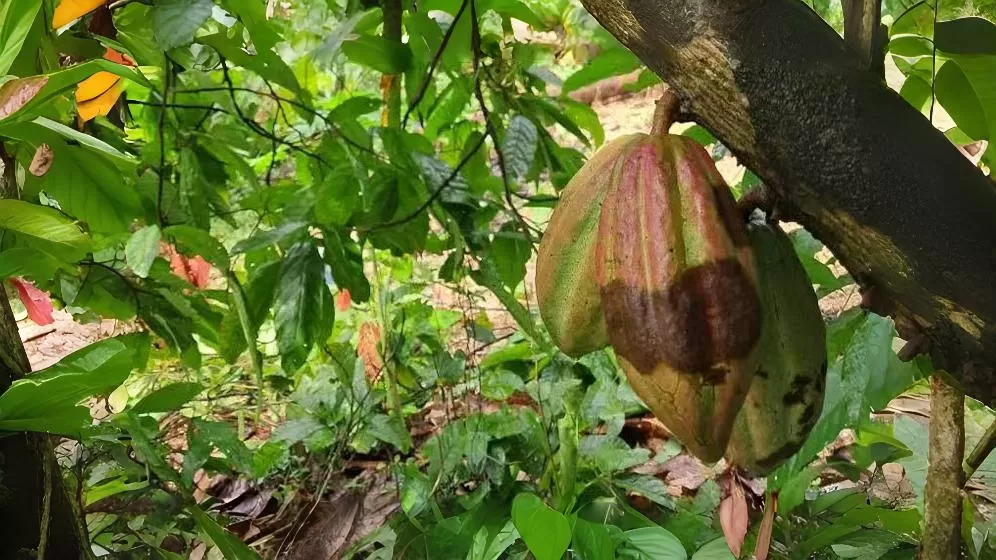 Cocoa black fruit disease 2