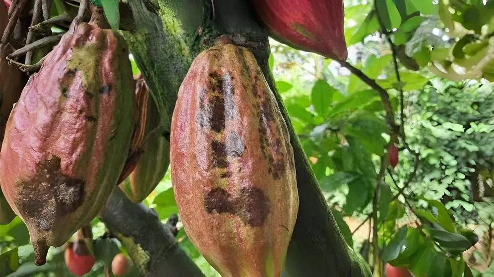 Cocoa black fruit disease 2