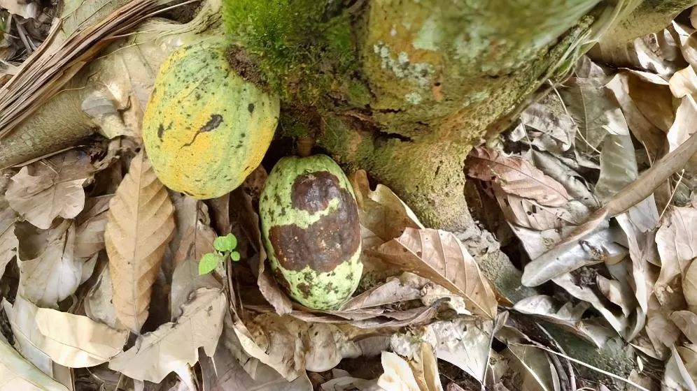 Cocoa black fruit disease 1