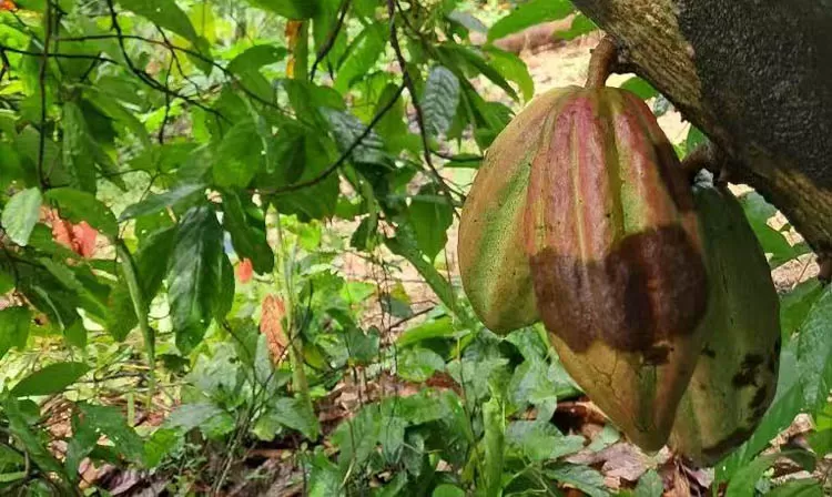 Cocoa nut black fruit disease