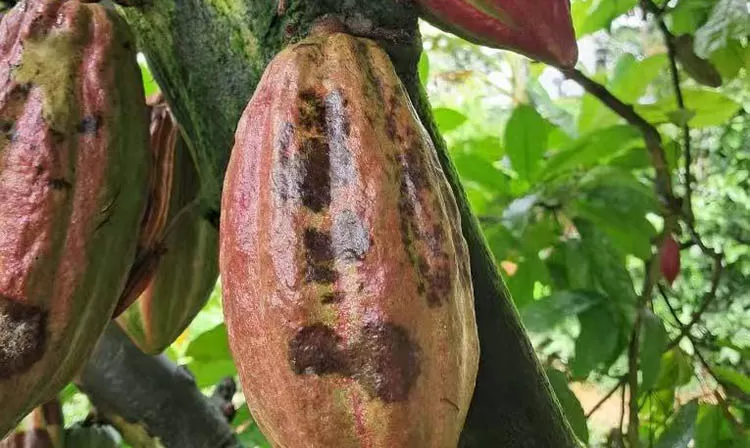 Cocoa nut black fruit disease