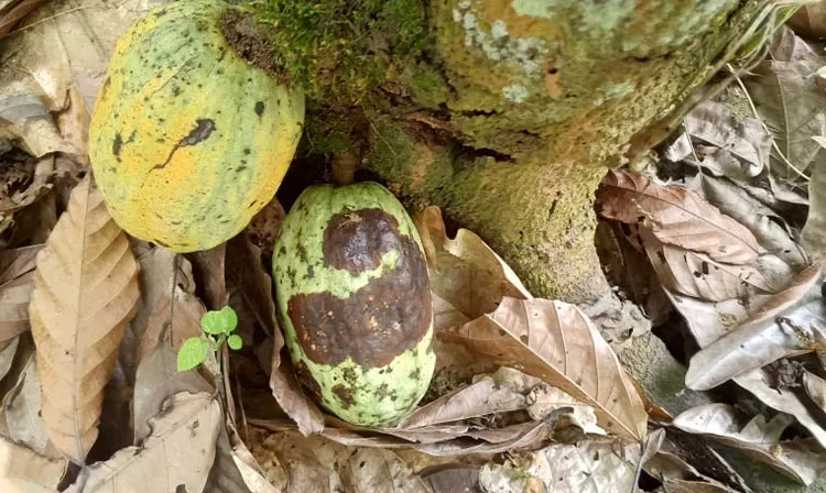 Cocoa nut black fruit disease