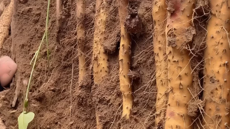 Cheats for yam harvest2