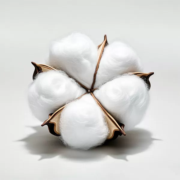 棉花 cotton