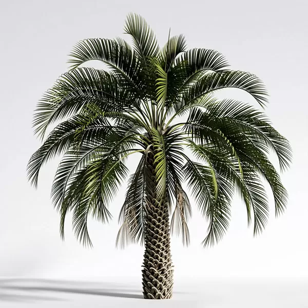 Palm tree