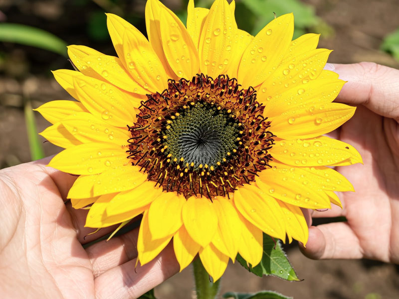 sunflower5