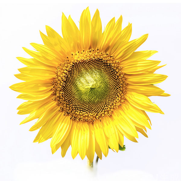 sunflower 600