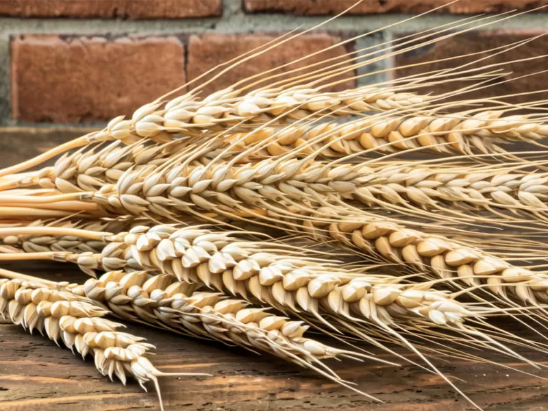 大麦 Barley