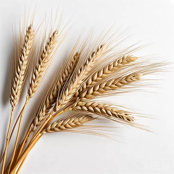 大麦 barley