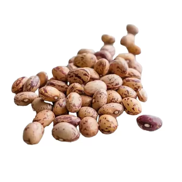 班巴拉-豆 bambara-bean