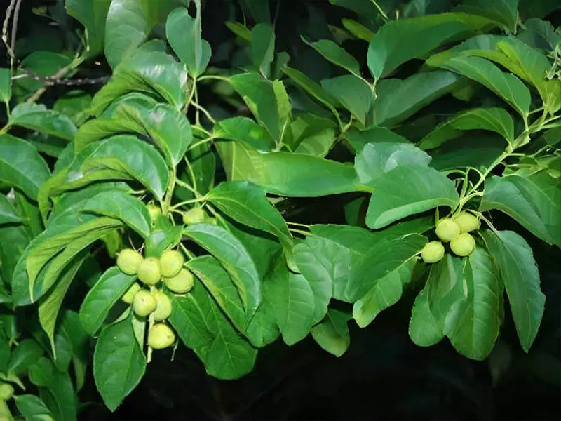 班巴拉豆Bambara beans