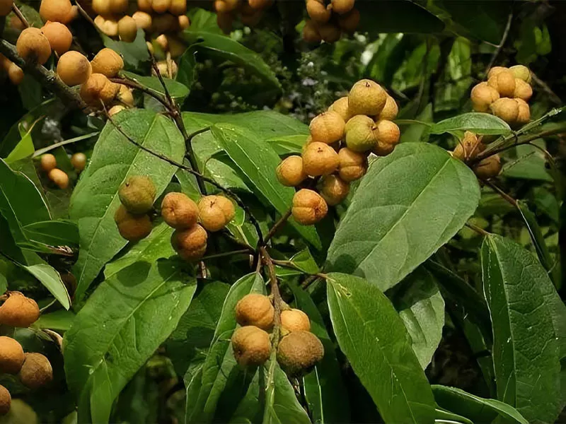 班巴拉豆Bambara beans