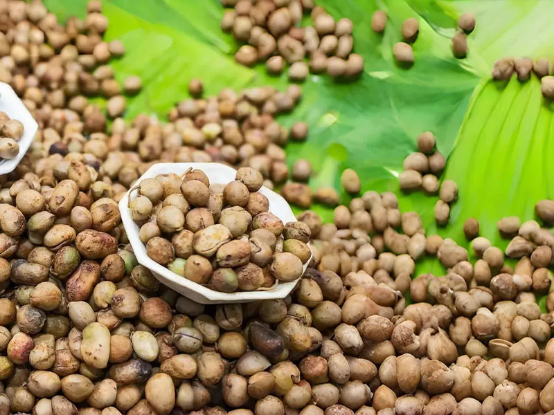 班巴拉豆Bambara beans
