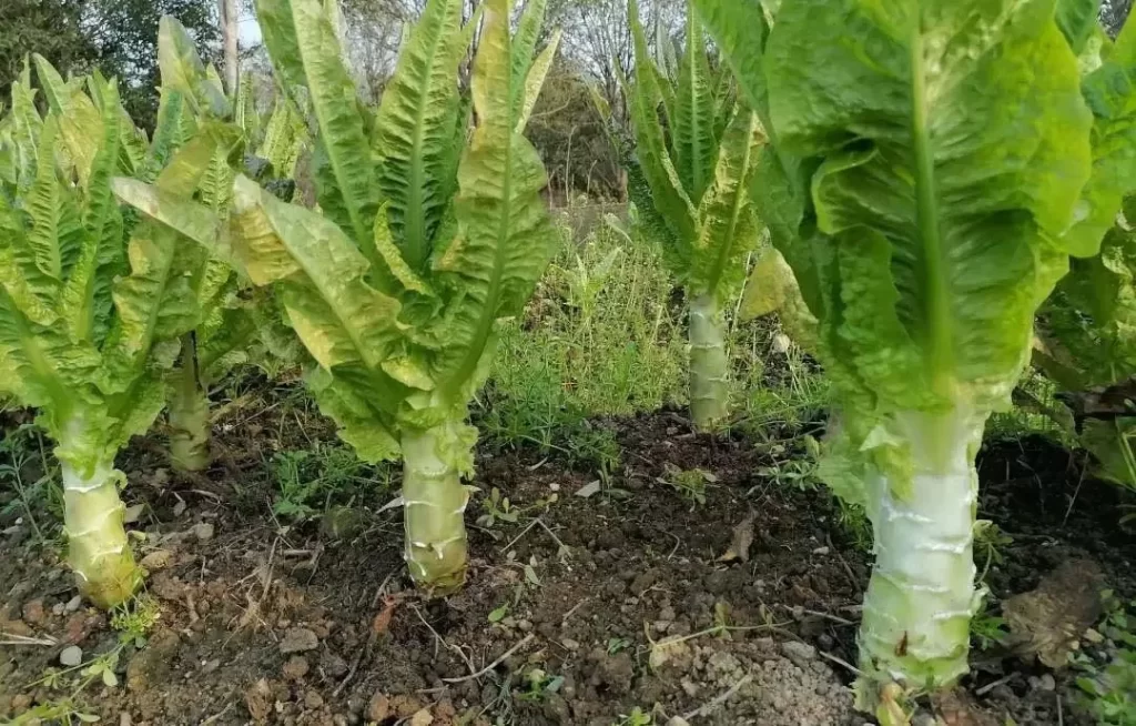 莴笋Lettuce