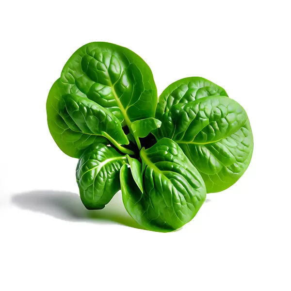 菠菜 spinach