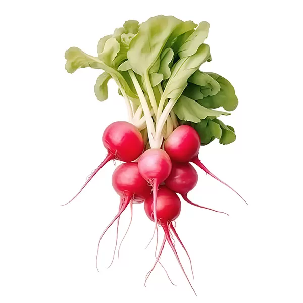 Radish red