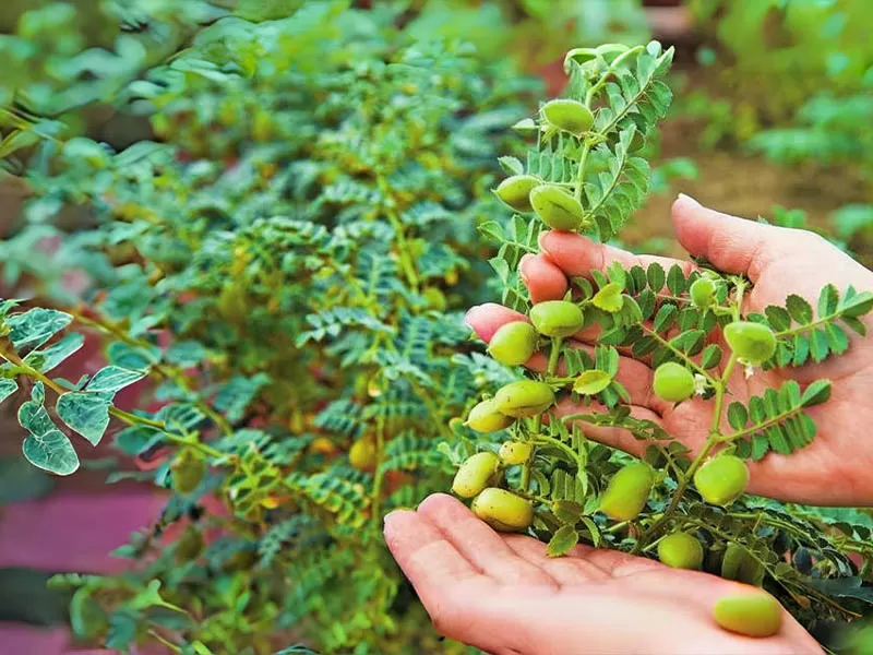 鹰嘴豆Chickpeas