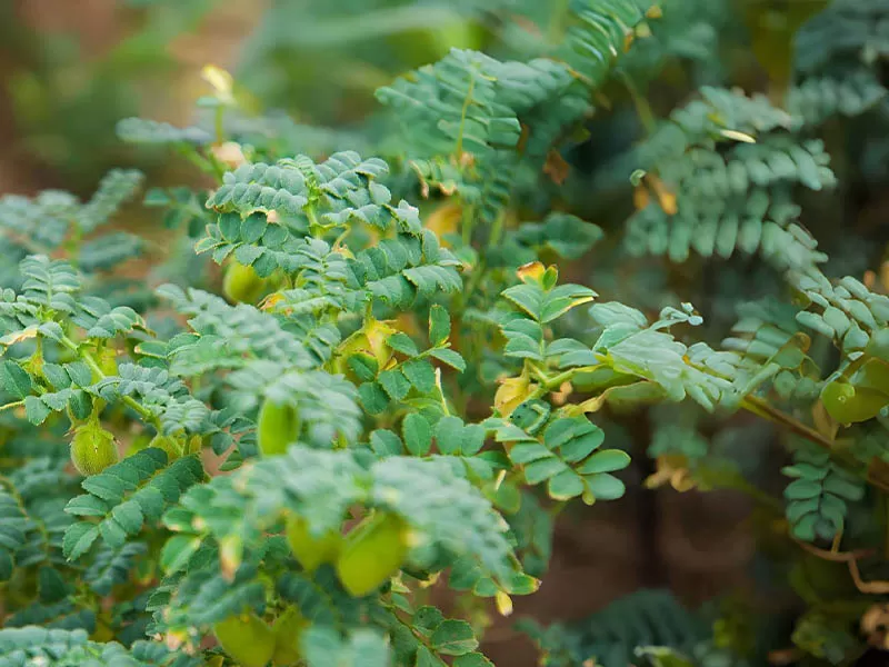 鹰嘴豆Chickpeas