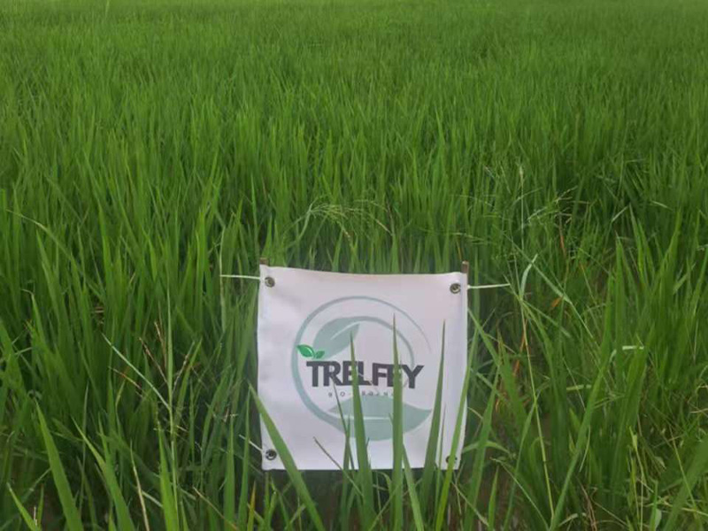 Experimental field 2
