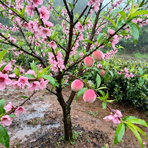 Peach tree