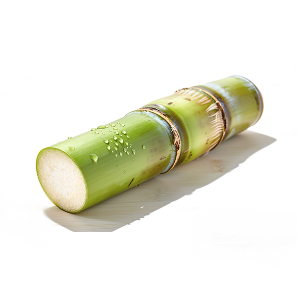 Sugar cane7