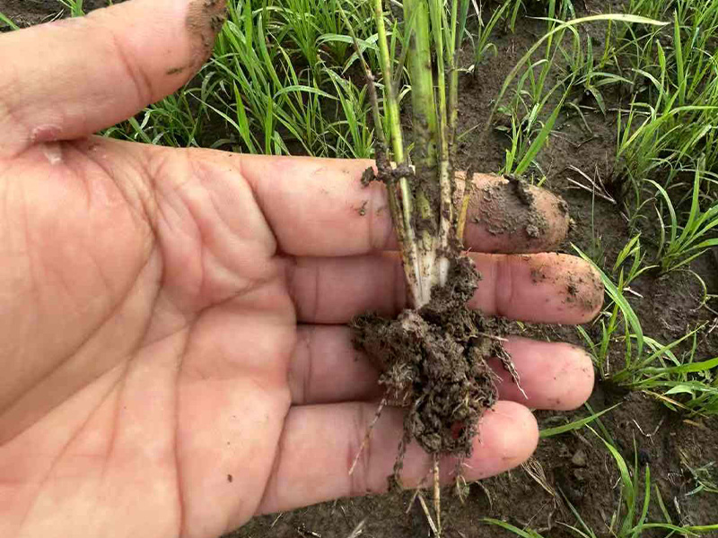 Strong crop roots