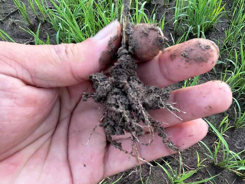 Strong crop roots
