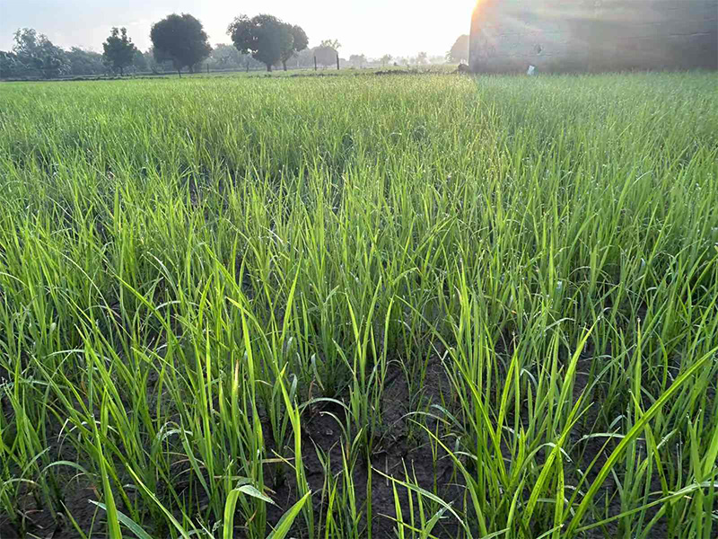 Experimental field3